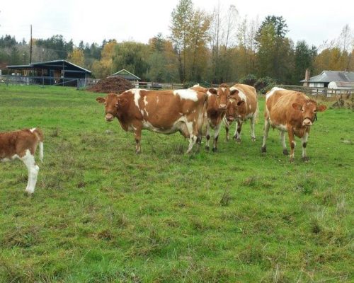 Cow shelter at Goloka farm