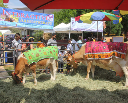Cow protection and care